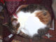 Mimi Sleeping