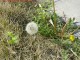 Tanpopo