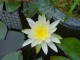PondLily