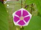 Asagao