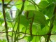 Mantis