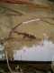 Newt