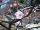 Ume