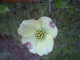 Hanamizuki