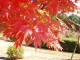 Momiji
