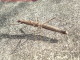 Insect