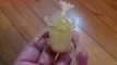 Kabuto-mushi
