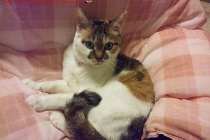 �ߤߤ���󥳥��Ĥ�ɨ�ξ塣