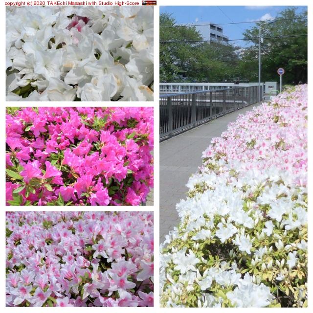 ��٤ߤλ��⡣�ĥĥ������������˺餤�Ƥ�����