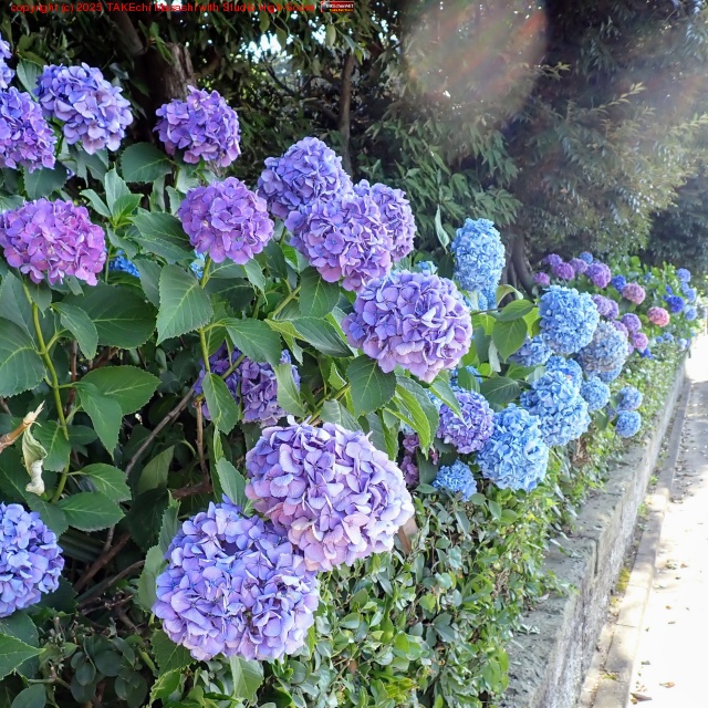 ���ꤸ��ȾȤ�Ĥ����ŷ���λ��۲�