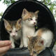 Mimi & brothers